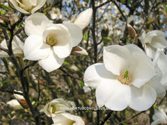 Magnolia kobus 'Janaki Ammal' - Sierboom - Hortus Conclusus  - 1
