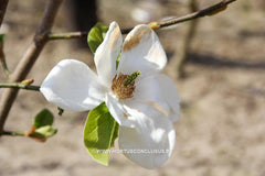Magnolia kobus 'Janaki Ammal' - Sierboom - Hortus Conclusus  - 2