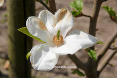 Magnolia kobus 'Janaki Ammal' - Sierboom - Hortus Conclusus  - 3