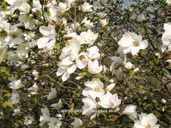 Magnolia kobus 'Janaki Ammal' - Sierboom - Hortus Conclusus  - 4