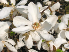 Magnolia kobus 'Norman Gould' - Sierboom - Hortus Conclusus  - 1