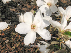 Magnolia kobus 'Norman Gould' - Sierboom - Hortus Conclusus  - 2