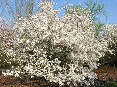 Magnolia kobus 'Norman Gould' - Sierboom - Hortus Conclusus  - 3