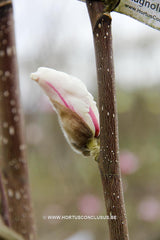 Magnolia kobus 'Rogów' - Sierboom - Hortus Conclusus  - 1