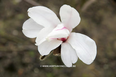 Magnolia kobus 'Rogów' - Sierboom - Hortus Conclusus  - 2