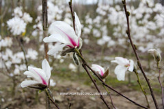Magnolia kobus 'Rogów' - Sierboom - Hortus Conclusus  - 3
