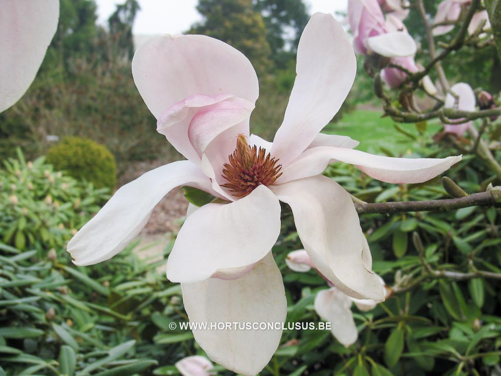 Magnolia 'Laura' - Sierboom - Hortus Conclusus  - 1