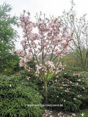 Magnolia 'Laura' - Sierboom - Hortus Conclusus  - 2