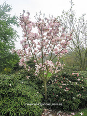 Magnolia 'Laura' - Sierboom - Hortus Conclusus  - 2