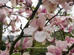 Magnolia 'Laura' - Sierboom - Hortus Conclusus  - 3
