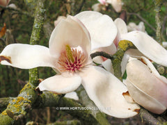 Magnolia 'Leather Leaf' - Sierboom - Hortus Conclusus  - 1
