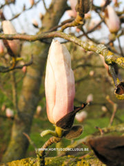 Magnolia 'Leather Leaf' - Sierboom - Hortus Conclusus  - 2