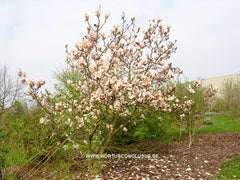 Magnolia 'Leather Leaf' - Sierboom - Hortus Conclusus  - 3