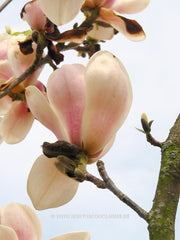 Magnolia 'Leather Leaf' - Sierboom - Hortus Conclusus  - 5