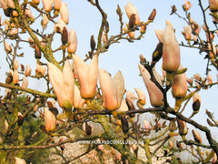 Magnolia 'Leather Leaf' - Sierboom - Hortus Conclusus  - 6