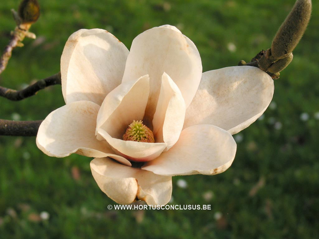 Magnolia 'Legacy' - Sierboom - Hortus Conclusus  - 1