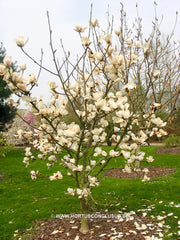 Magnolia 'Legacy' - Sierboom - Hortus Conclusus  - 2
