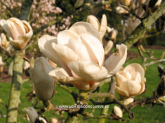 Magnolia 'Legacy' - Sierboom - Hortus Conclusus  - 3