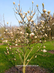Magnolia 'Legacy' - Sierboom - Hortus Conclusus  - 4