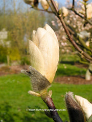 Magnolia 'Legacy' - Sierboom - Hortus Conclusus  - 5