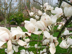 Magnolia 'Legacy' - Sierboom - Hortus Conclusus  - 6