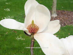 Magnolia 'Legacy' - Sierboom - Hortus Conclusus  - 7