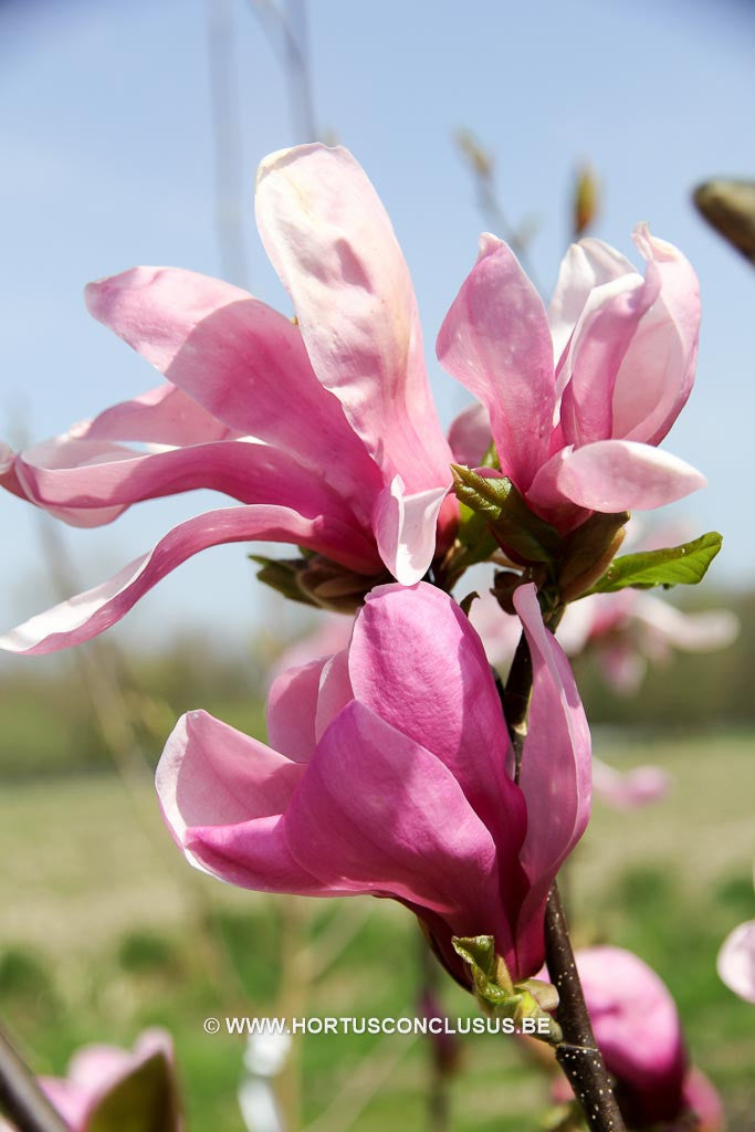 Magnolia 'Lilenny' - Sierboom - Hortus Conclusus  - 1