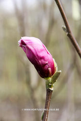 Magnolia 'Lilenny' - Sierboom - Hortus Conclusus  - 3