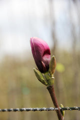 Magnolia 'Lilenny' - Sierboom - Hortus Conclusus  - 4