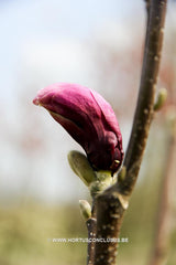 Magnolia 'Lilenny' - Sierboom - Hortus Conclusus  - 5