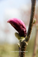 Magnolia 'Lilenny' - Sierboom - Hortus Conclusus  - 5