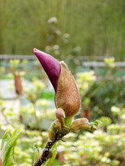 Magnolia liliiflora 'Angustifolia' - Heester - Hortus Conclusus  - 2