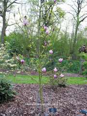 Magnolia liliiflora 'Angustifolia' - Heester - Hortus Conclusus  - 3