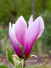 Magnolia liliiflora 'Angustifolia' - Heester - Hortus Conclusus  - 4