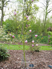 Magnolia liliiflora 'Angustifolia' - Heester - Hortus Conclusus  - 5