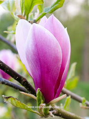 Magnolia liliiflora 'Angustifolia' - Heester - Hortus Conclusus  - 6