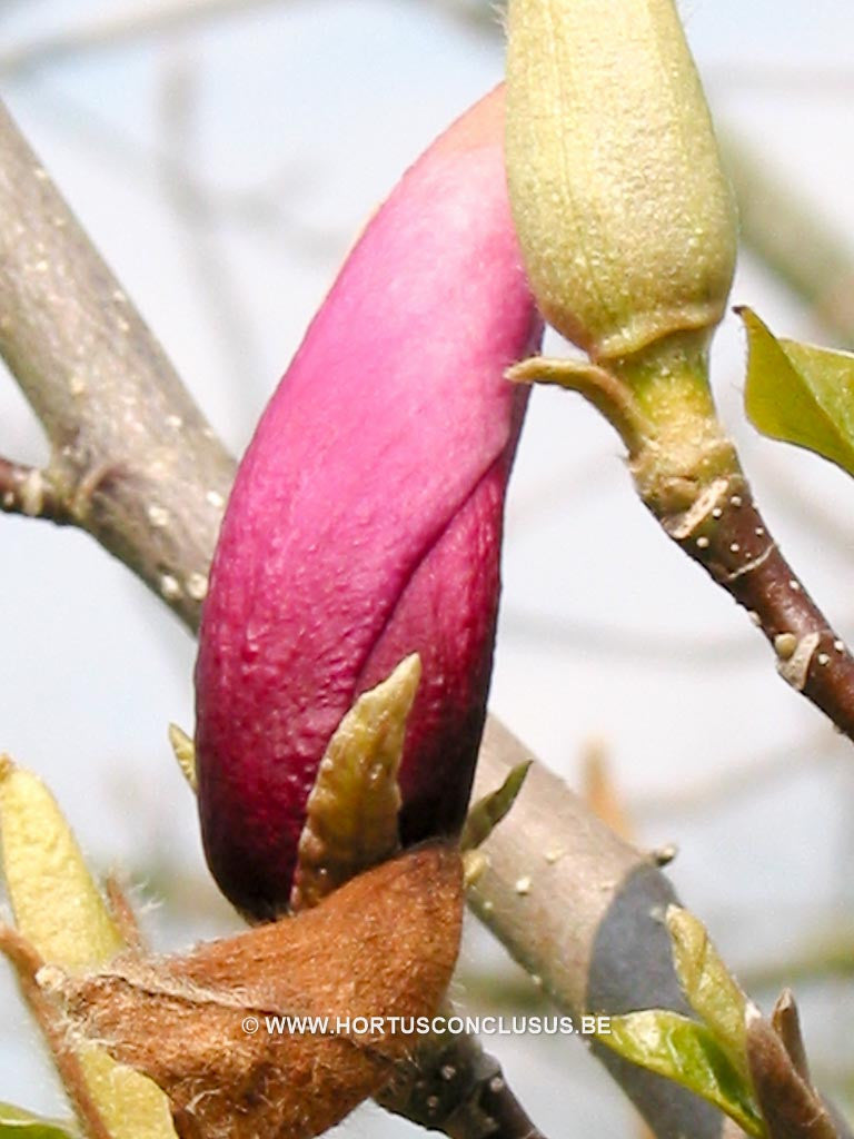 Magnolia liliiflora 'Doris' - Heester - Hortus Conclusus  - 1