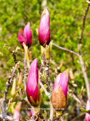 Magnolia liliiflora 'Doris' - Heester - Hortus Conclusus  - 2