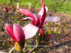 Magnolia liliiflora 'Nigra' - Heester - Hortus Conclusus  - 1