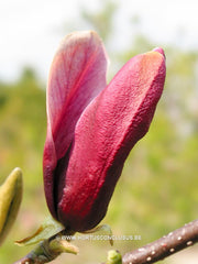 Magnolia liliiflora 'Nigra' - Heester - Hortus Conclusus  - 2