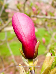 Magnolia liliiflora 'Nigra' - Heester - Hortus Conclusus  - 3