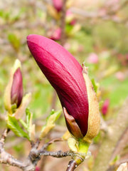 Magnolia liliiflora 'Nigra' - Heester - Hortus Conclusus  - 4