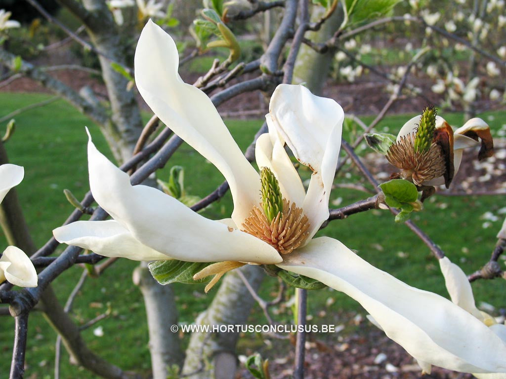 Magnolia 'Limelight' - Sierboom - Hortus Conclusus  - 1