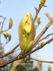Magnolia 'Limelight' - Sierboom - Hortus Conclusus  - 2