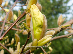 Magnolia 'Limelight' - Sierboom - Hortus Conclusus  - 3