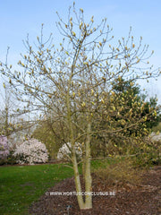 Magnolia 'Limelight' - Sierboom - Hortus Conclusus  - 4
