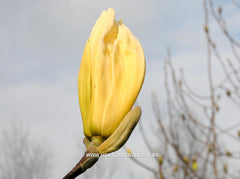 Magnolia 'Limelight' - Sierboom - Hortus Conclusus  - 5
