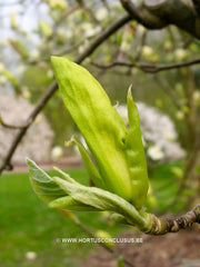 Magnolia 'Limelight' - Sierboom - Hortus Conclusus  - 6