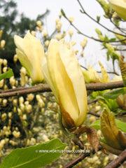 Magnolia 'Limelight' - Sierboom - Hortus Conclusus  - 7