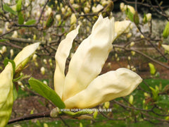 Magnolia 'Limelight' - Sierboom - Hortus Conclusus  - 8